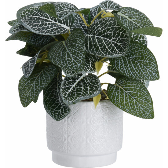 PLANT IN CERAMIC POT. SIZE POT 11X11X10CM. HEIGHT IN TOTAL INCLUDING PLANT: 28CM. WEIGHT 330GRAM. . EACH PIECE WITH BARCODE STICKER/ 110X110X280MM, HA image 0