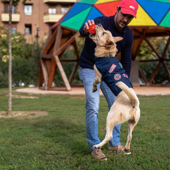 CHAQUETA VAQUERA PARA PERROS XS MARVEL BLUE image 6