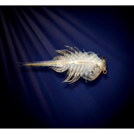 KIT ACUARIO MARINO AQUA DRAGONS LED image 2