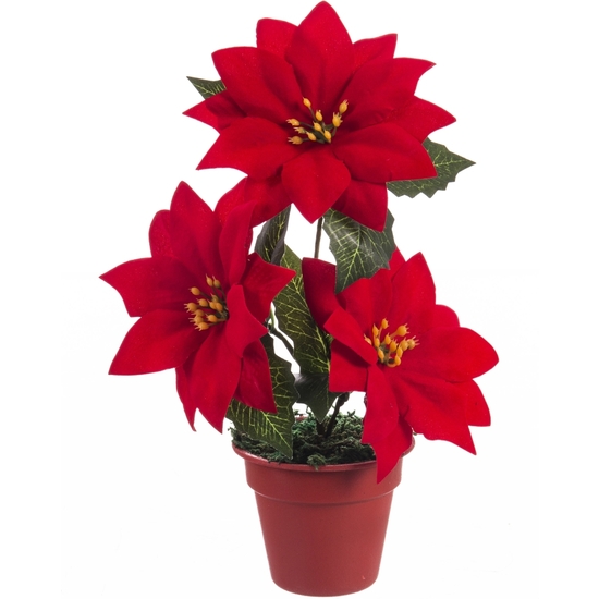 MACETA FLOR PASCUA PONSETIA 22 CM image 0