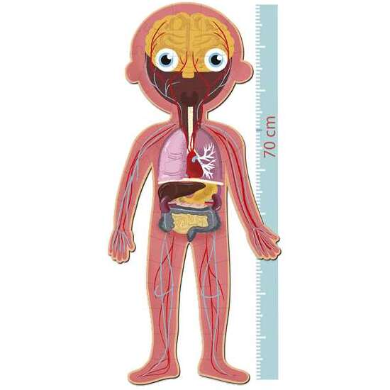 PUZLE EL CUERPO HUMANO ¡DESCUBRE LAS PARTES DEL CUERPO HUMANO, EL ESQUELETO, LOS ÓRGANOS Y LOS MÚSCULOS! INCLUYE 240 PIEZAS. 35X75X24 CM image 2