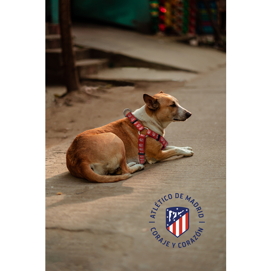 ATLÉTICO DE MADRID ARNÉS PARA PERRO  TALLA L image 3