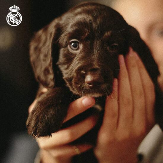 REAL MADRID SUDADERA PARA PERRO  TALLA L image 4