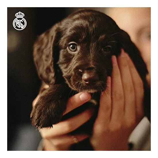 REAL MADRID SUDADERA PARA PERRO  TALLA S image 5