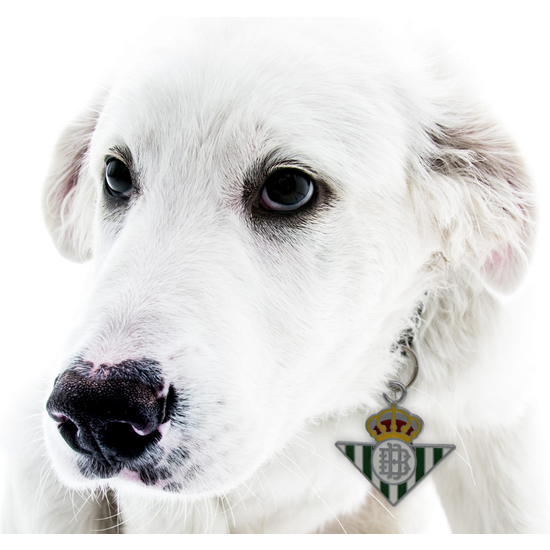 BETIS BALOMPIÉ CHAPA IDENTIFICATIVA PARA PERRO image 4