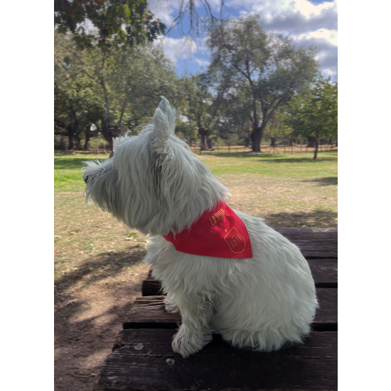COLLAR PARA PERRO - TALLA S - SELECCIÓN ESPAÑOLA image 6