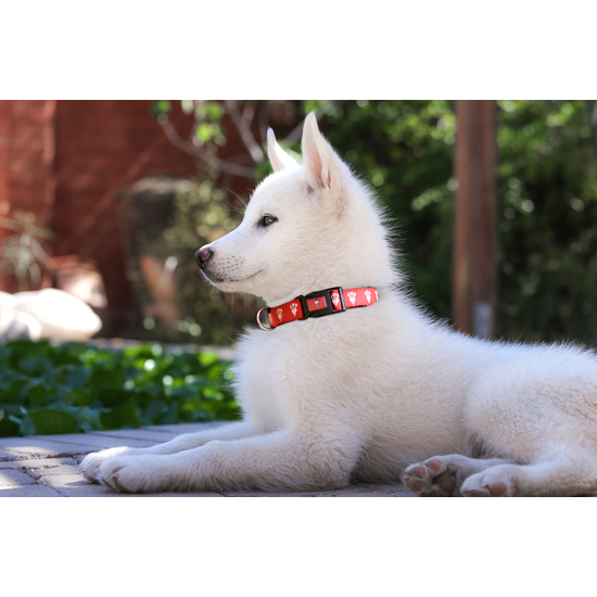 ALBACETE BALOMPIÉ COLLAR PARA PERRO - TALLA M image 3