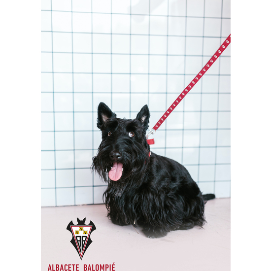 ALBACETE BALOMPIÉ CORREA PARA PERRO - TALLA L image 4