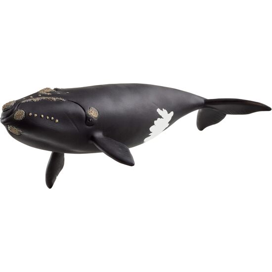 BALLENA FRANCA GLACIAL image 0