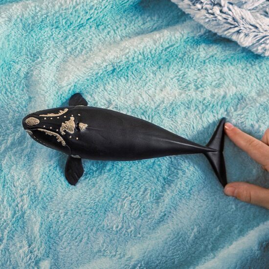 BALLENA FRANCA GLACIAL image 1
