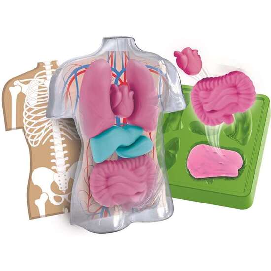 JUEGO ANATOMÍA SQUISHY Y ORGANOS. 21X15X5,5 CM image 1